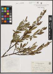 Foto von Salix phylicifolia L.
